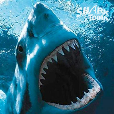 SharkTooth M42 Bi-Metal Bandsaw Blades